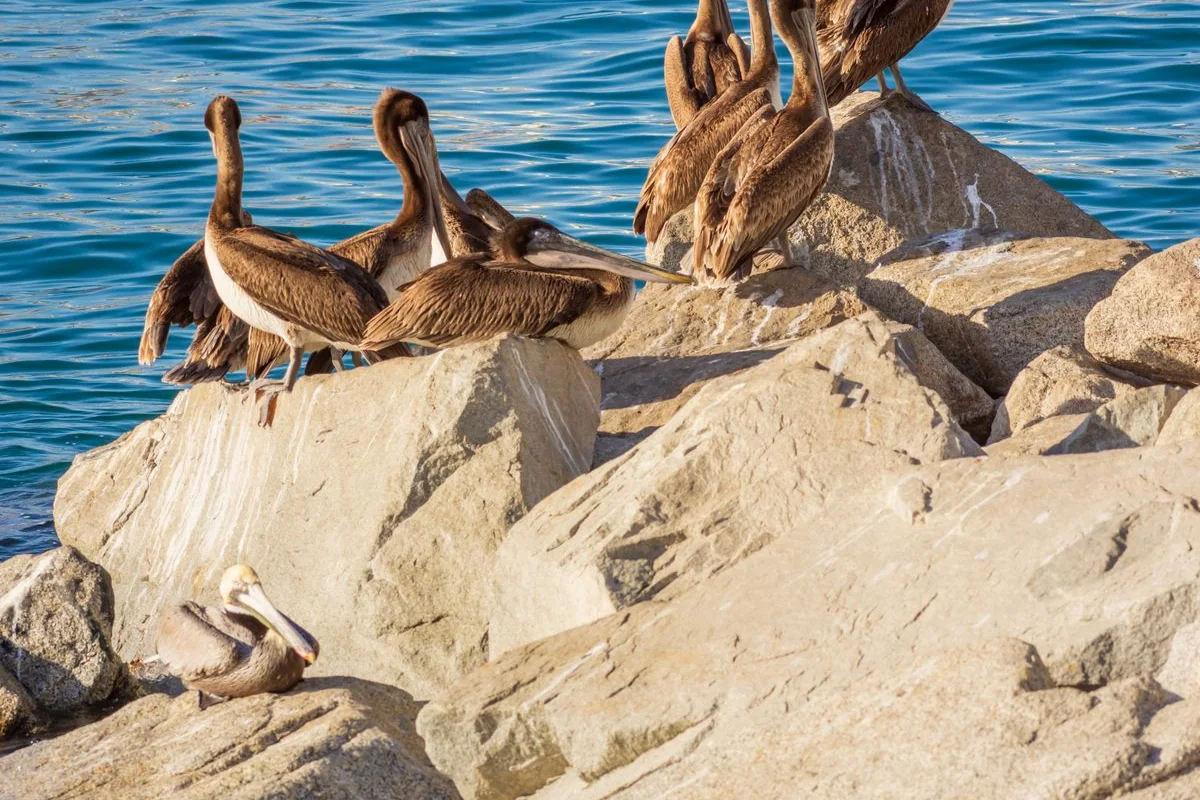 Skupina pelikánů odpočívajících na skalách u moře v Cabo San Lucas, podle kterého je pojmenována zastávka Pelican Rock na trase